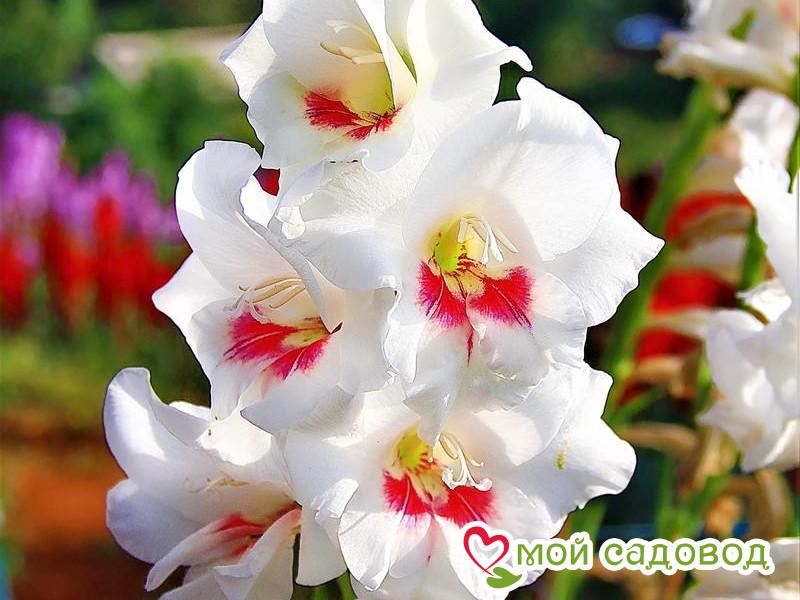 ГЛАДИОЛУС КАРИН (CARINE)