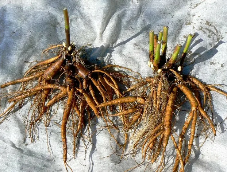 Лилейник Крим Сикл